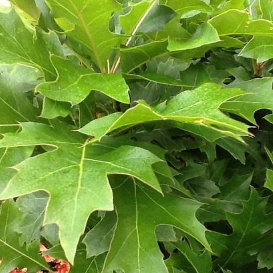 Dub močiarny ´Green Dwarf´ Ball