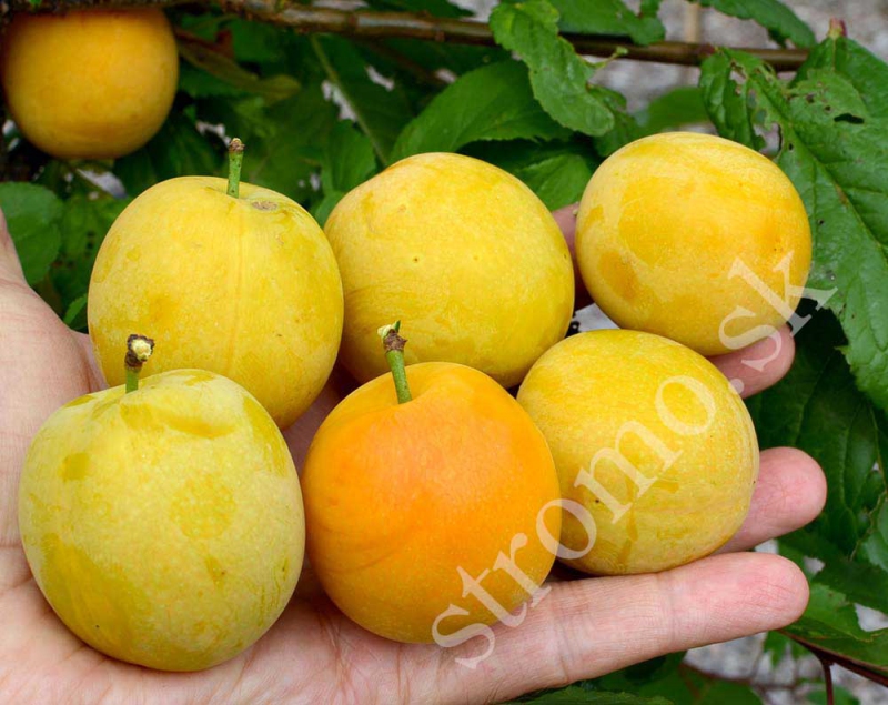 Slivka sibírska ´ GEK´