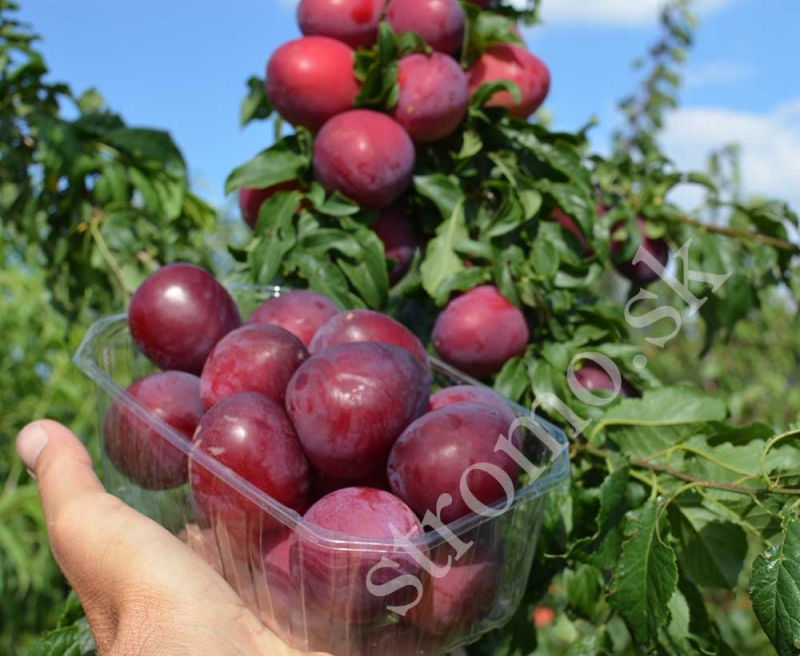 Slivka sibírska ´ DONČANKA RANNAJA´