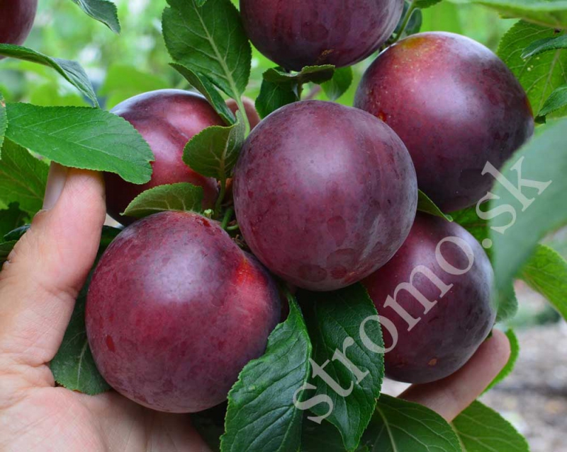 Marhuľo-slivka GLOBUS