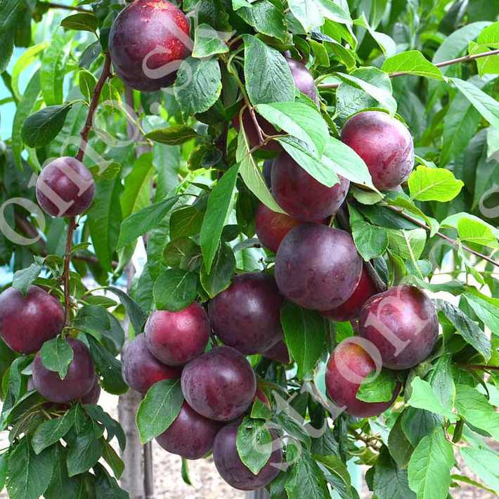 Marhuľo-slivka GLOBUS