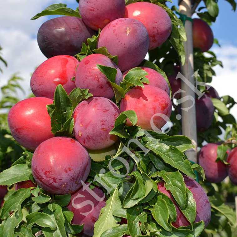 Slivka sibírska ´ DONČANKA RANNAJA´