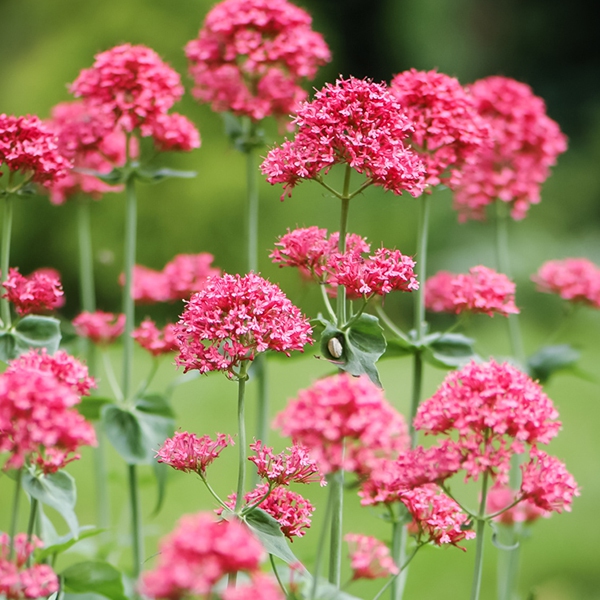 Centrant červený ’Coccineus’