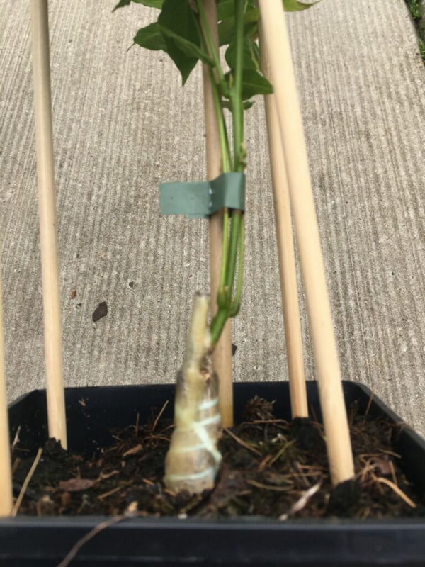 Štepárska gumička 240x6mm