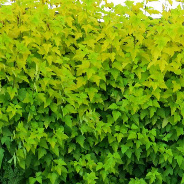 Tavoľa kalinolistá Dart´s Gold