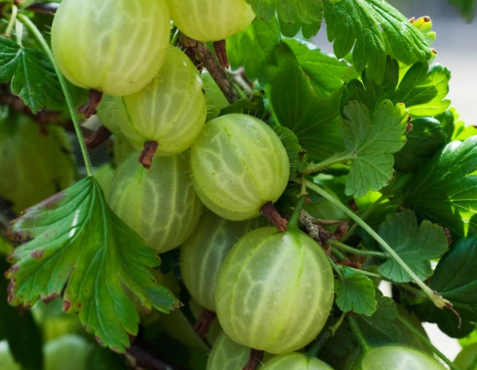 Egreš biely ´Mucurines´ Stromčekový, kont. 5l