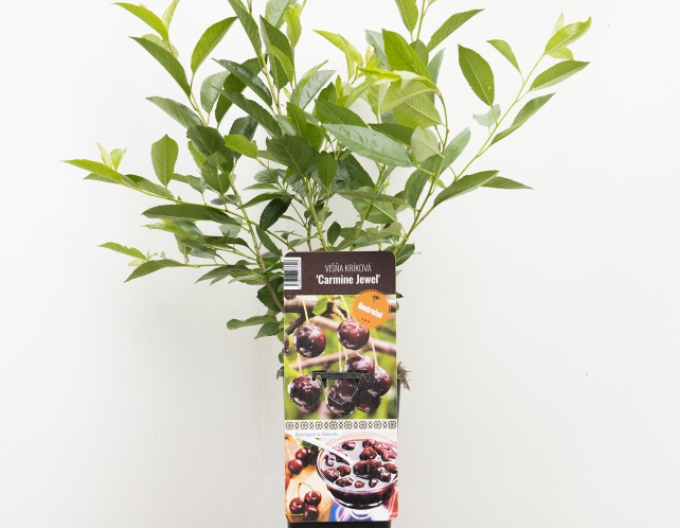Višňa kríková ´Carmine Jewell´ 5l