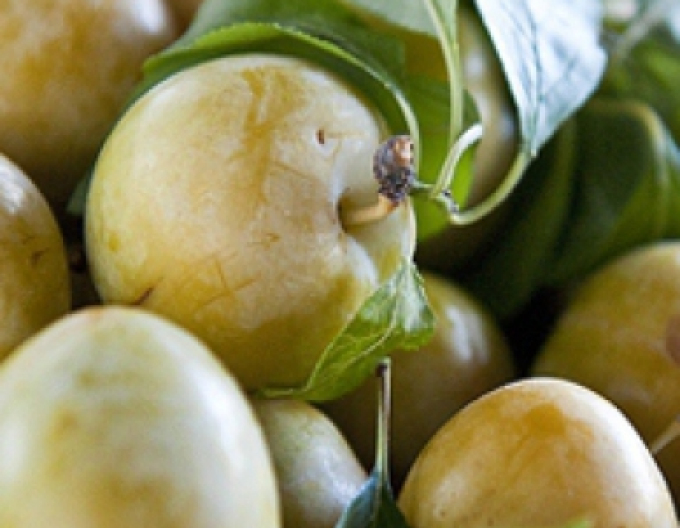 Ringlota "Wazonova", podp. Zelená ringlota, voľnok.