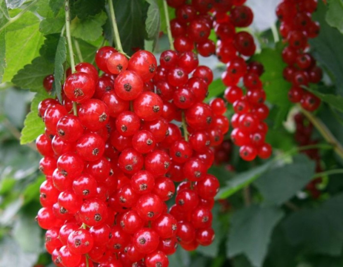 Ríbezľa červená ´Detvan´ KER