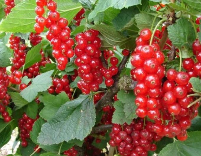 Ríbezľa červená ´Trent´ ker