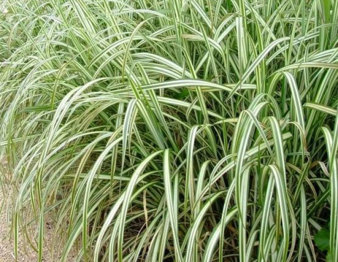 Ozdobnica čínska ´Cabaret´