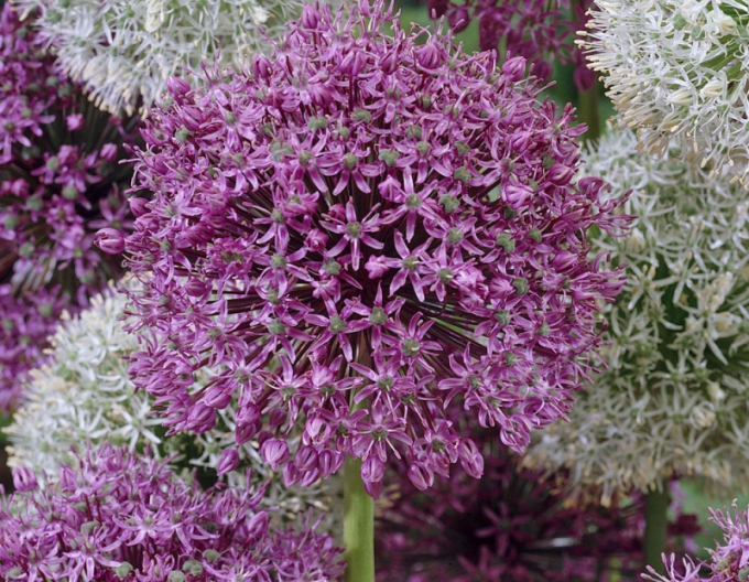 Cesnak okrasný ´Mars´