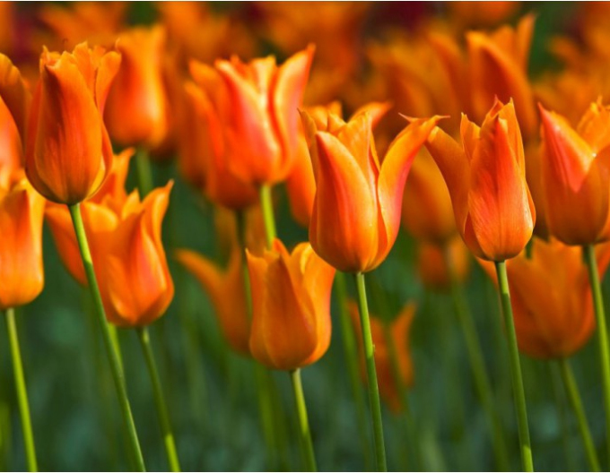 Tulipán ľaliokvetý ´Ballerina´