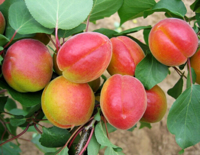 Marhuľa ´Harogem´ neskorá, podp. Myrobalán, voľnok.