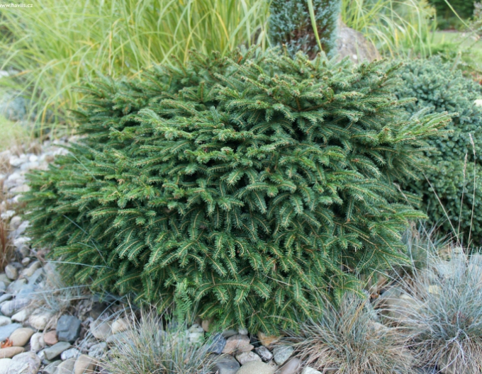 Smrek balkánsky ´Karel´