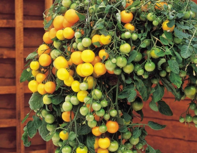 Semo Rajčiak Kríčkový ´Tumbling Tom YELLOW´