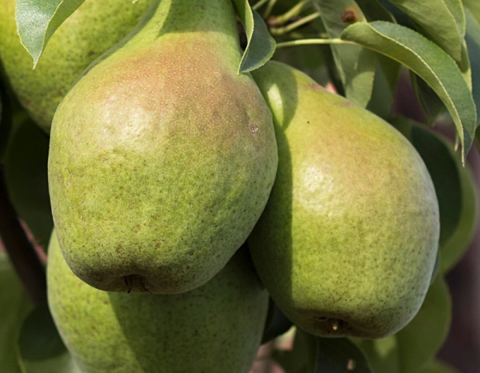 Hruška stĺpová ´Condo jesenná´, podp. Dula, kont. 2l