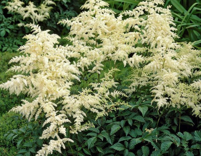 Astilba ’Brautschleier’