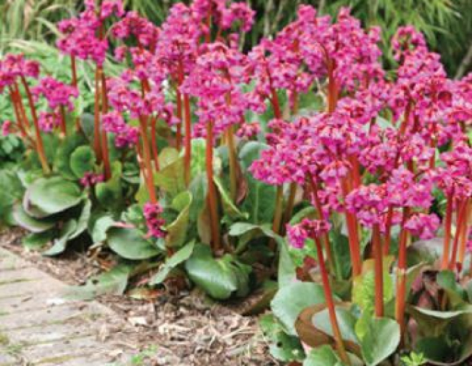 Bergenia