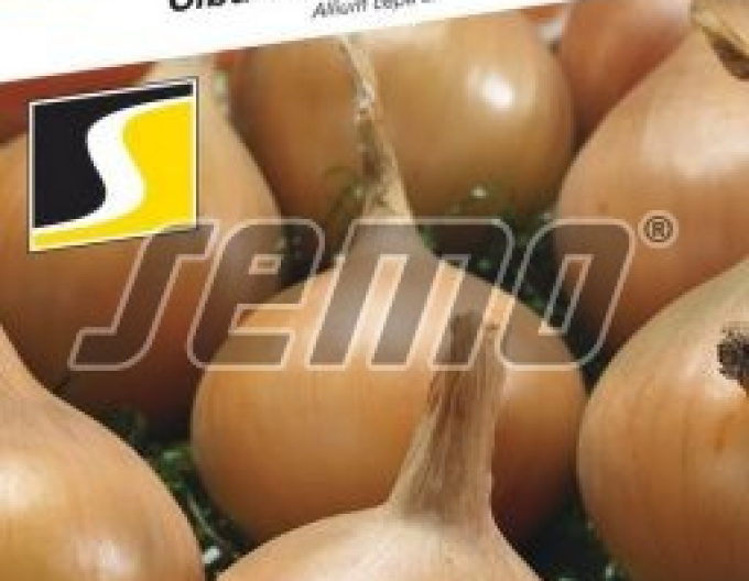 Semo Cibuľa kuchynská ´Aeneus F1´