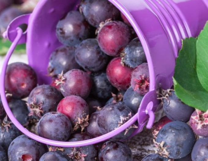 Muchovník ´Prince William´