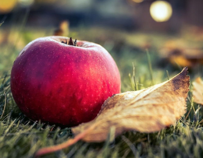 Jabloň "Florina" zimná, podp. A2, kont. 5l