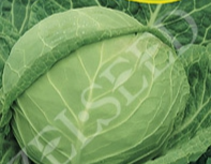 Zelseed Kapusta hlávková ´Zora´