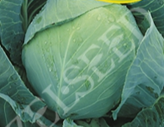 Zelseed Kapusta hlávková ´Polar´