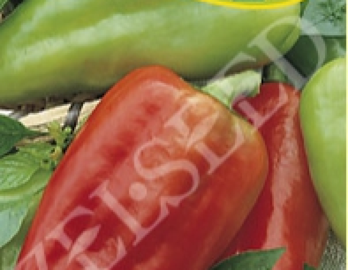Zelseed Paprika ročná ´Petra´