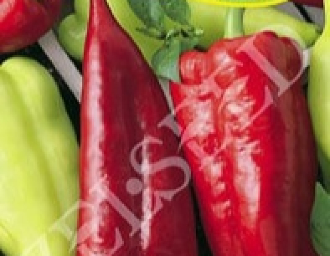 Zelseed Paprika ročná ´Mašenka´