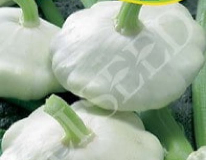 Zelseed Patizon ´Orfeus´