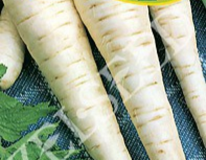 Zelseed Paštrnák ´Dlouhý bílý´