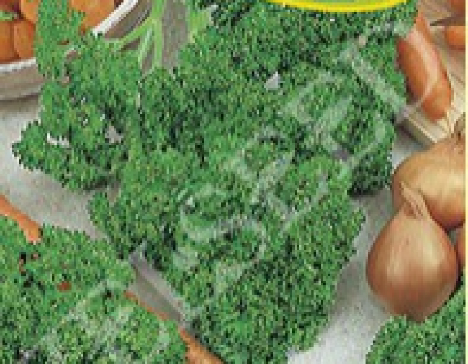 Zelseed Petržlen záhradný vňaťový ´Astra´