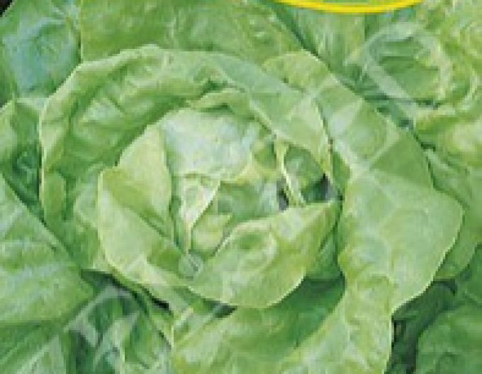 Zelseed Šalát na rýchlenie ´Liban´