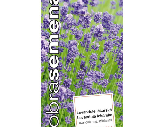 Dobrá semena Levanduľa lekárska