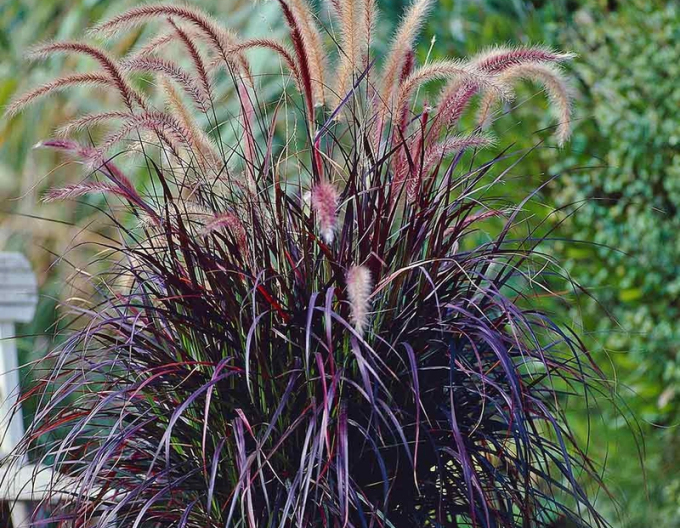 Perovec "Setaceum Rubrum"