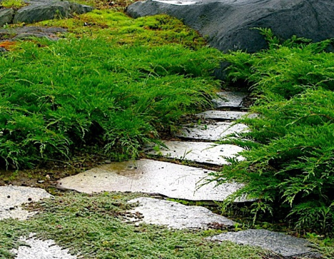 Sibírska borievka ´Microbiota´