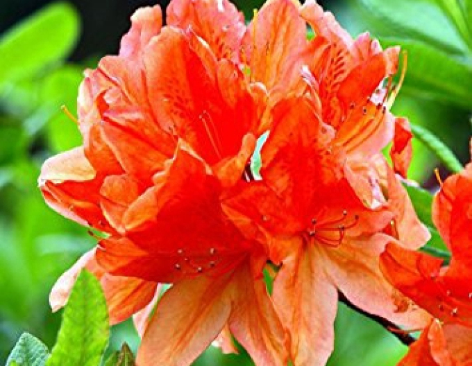 Azalka veľkokvetá "Gibraltar"