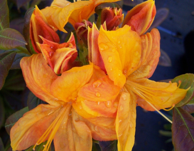 Azalka veľkokvetá ´Klondyke´