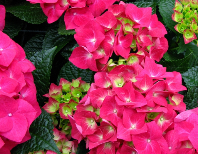 Hortenzia veľkolistá "Alpengluhen"