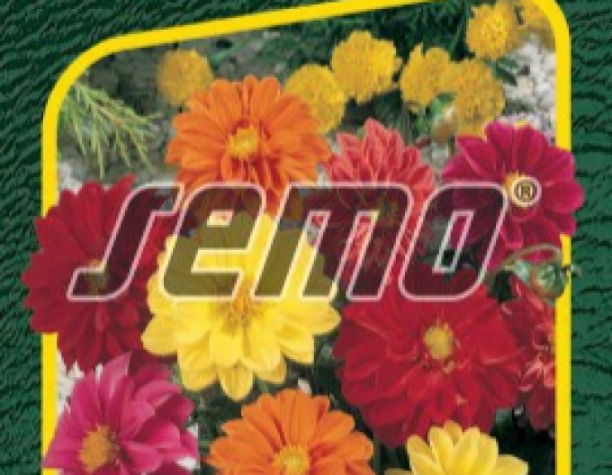 Semo Georgína nízka ´Kompakt Zmes´