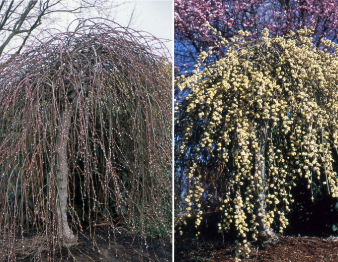 Vŕba vysoká previslá ´Kilmarnock´ na kmienku 120cm