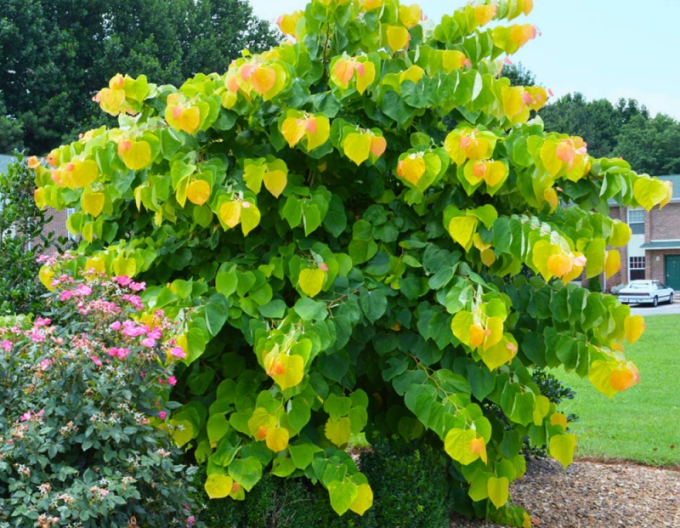 Judášovec kanadský ‘Rising Sun’ 80cm