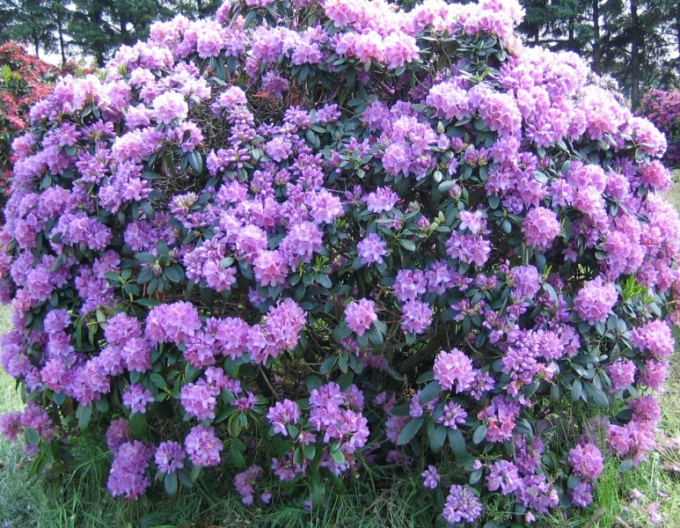 Rododendrón ´Catawbiense Grandiflorum´