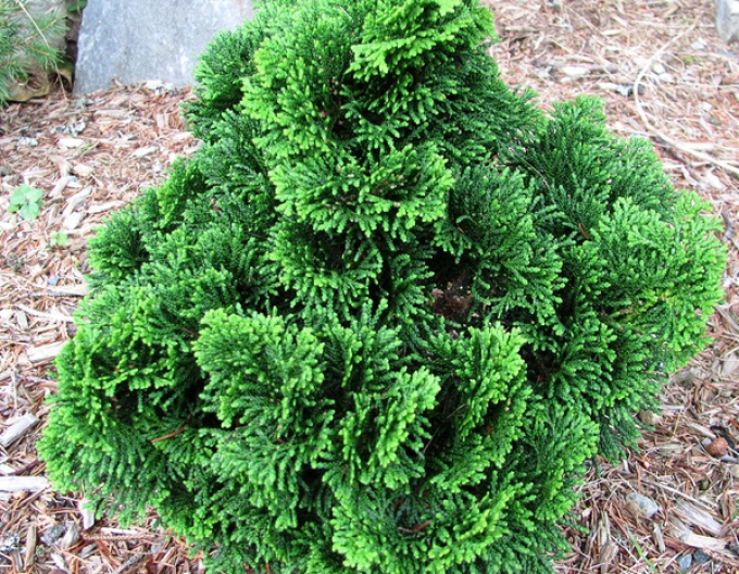 Cypruštek tupolistý "NANA GRACILIS"