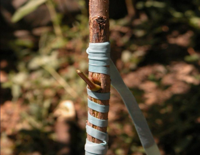 Štepárska gumička 240x8mm