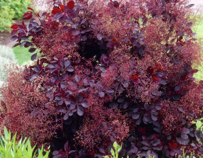 Škumpa vlasatá ´Royal Purple´ 125 - 150cm