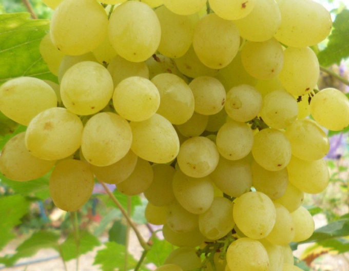 Vinič stolový ´Prim´