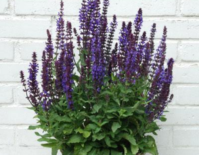 Šalvia ´New Dimension Blue´9