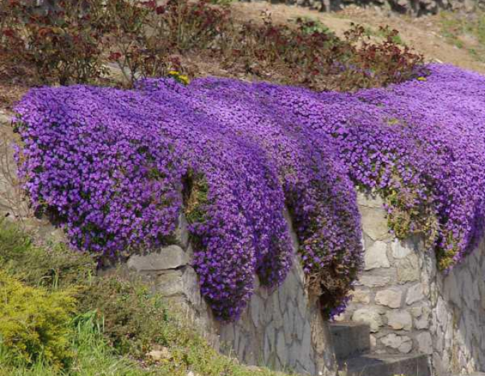 Tarička ´Audrey  Blue Shades´